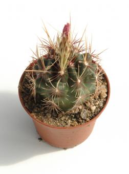 Thelocactus bicolor % *3^ SB278 Huizache, SLP, MEX 