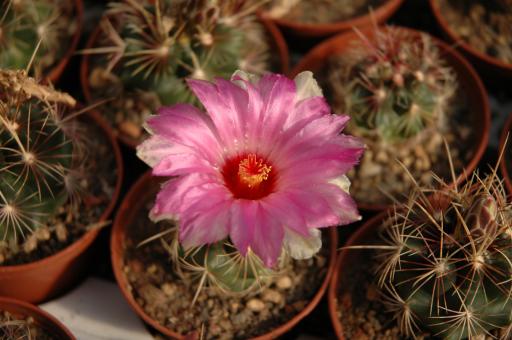 Thelocactus bicolor % 