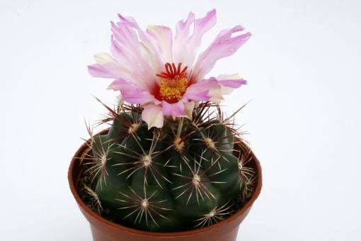 Thelocactus bicolor cv. albiflorus % 