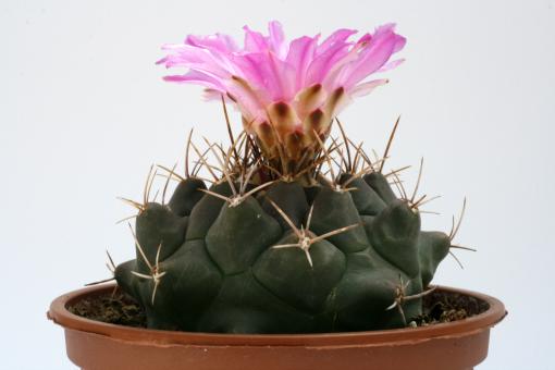 Thelocactus buekii 