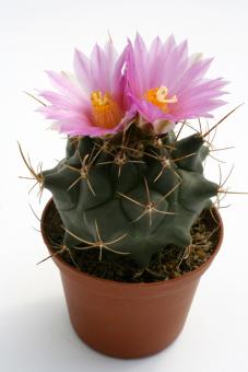 Thelocactus buekii 