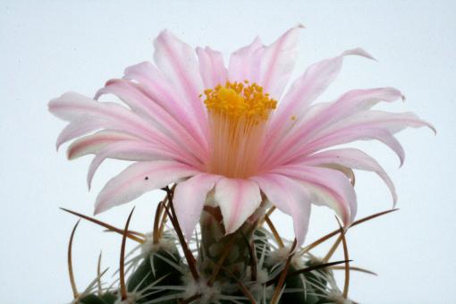 Thelocactus conothelos 