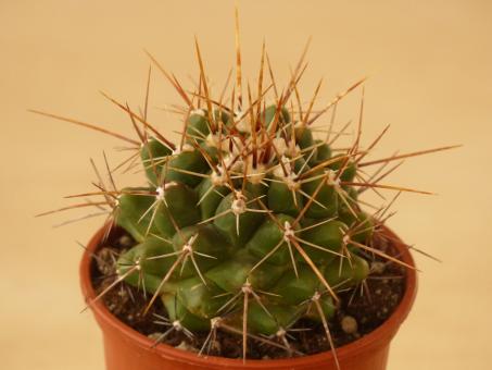 Thelocactus flavus Santo Domingo, e. of Huizache, Oax, MEX 