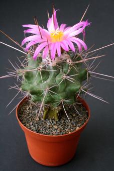 Thelocactus freudenbergeri 