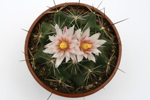 Thelocactus garciae 