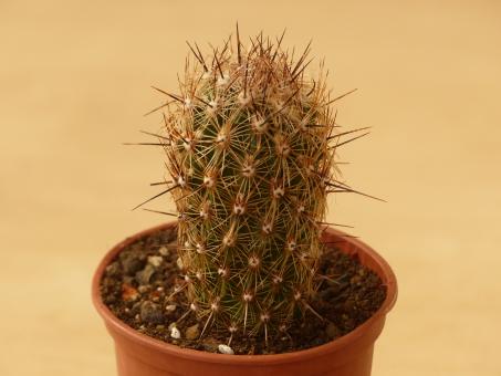 Thelocactus hastifer 