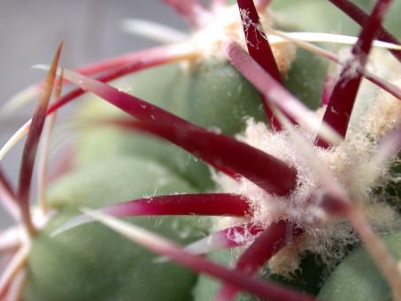 Thelocactus heterochromus 