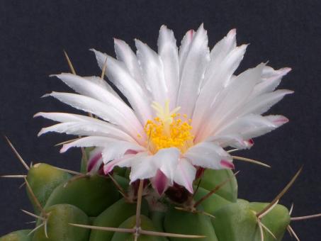 Thelocactus hexaedrophorus 