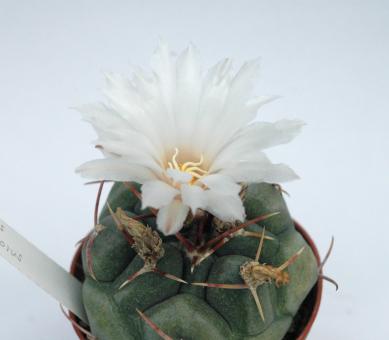 Thelocactus hexaedrophorus Dr. Arroyo, NL, MEX 