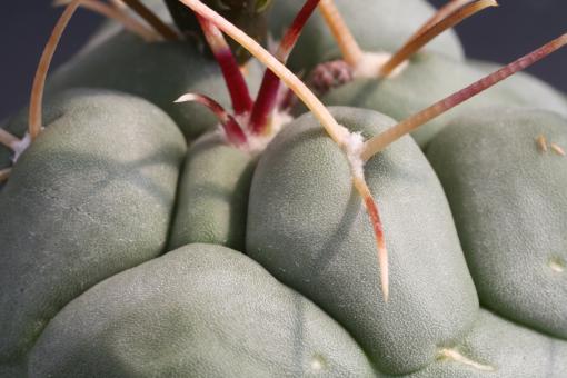 Thelocactus lloydii SB1957 Gonzales, Ortega, Zac, MEX 
