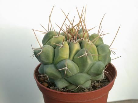 Thelocactus hexaedrophorus SB1075 San Gregorio, NL, MEX 