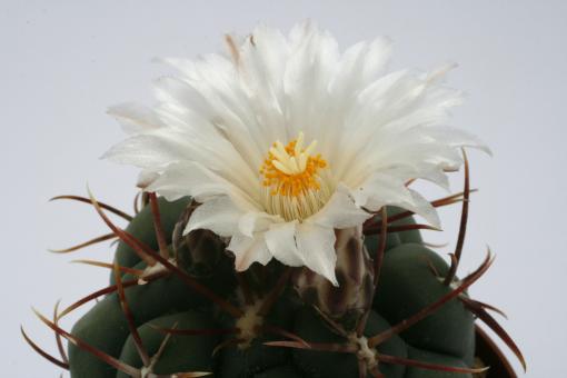 Thelocactus hexaedrophorus SB1075 San Gregorio, NL, Mex 
