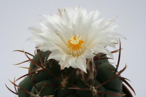 Thelocactus hexaedrophorus SB1075 San Gregorio, NL, MEX 