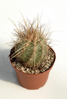 Thelocactus lausseri 