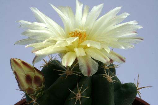 Thelocactus leucacanthus 