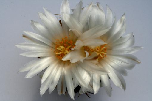 Thelocactus lloydii SB1957 Gonzales, Ortega, Zac, MEX 