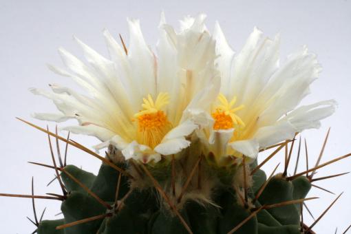 Thelocactus lophothele 