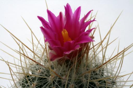 Thelocactus macdowellii 