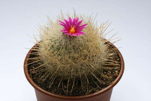 Thelocactus macdowellii 