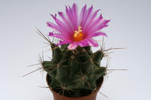 Thelocactus matudae 