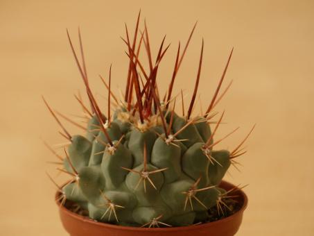 Thelocactus nidulans 