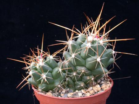 Thelocactus panarottoanus 