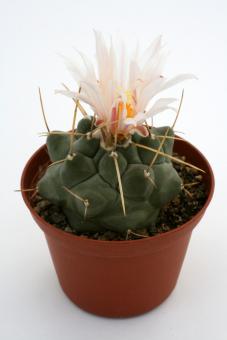 Thelocactus rinconensis Rinconada Villa Garcia, NL 