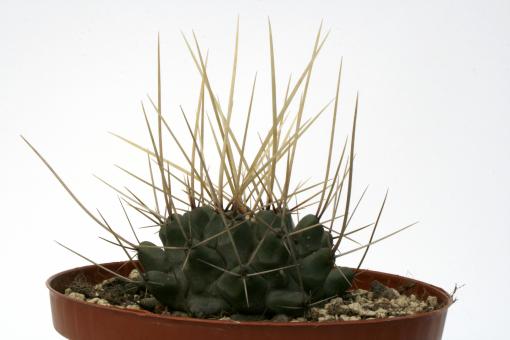 Thelocactus rinconensis Rinconada Villa Garcia, NL 