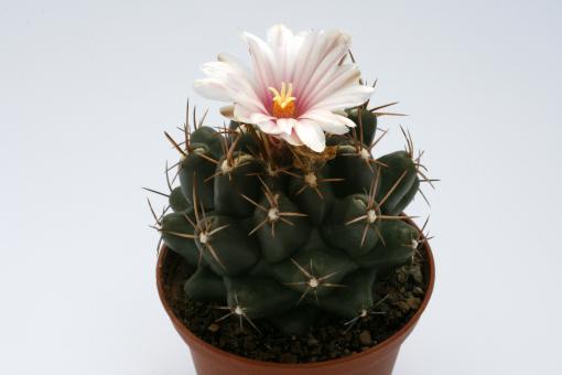 Thelocactus tulensis HK362 