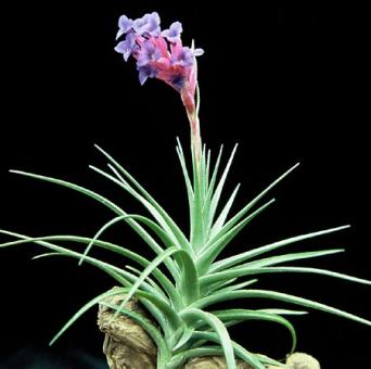 Tillandsia aeranthos Argentinia, Brasilien, 0-300m 