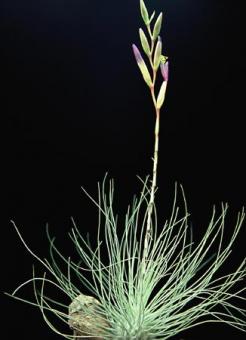 Tillandsia argentea Guatemala, MEX, 300-2000m 