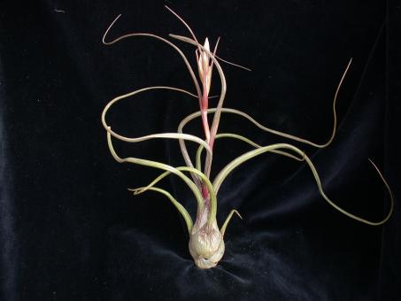 Tillandsia baileyi Guatemala, MEX, 900-1200m 