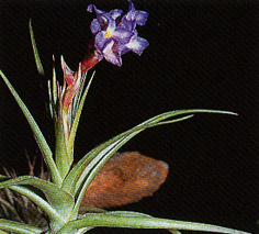 Tillandsia bergeri Argentinia 