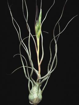 Tillandsia butzii Mexiko, Panama, 1000-2000m 