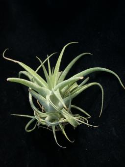 Tillandsia cacticola 