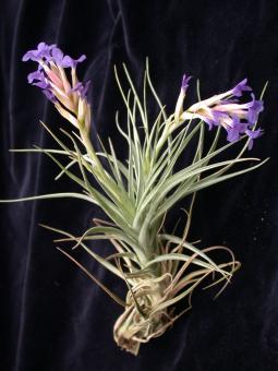Tillandsia caulescens Peru, BOL 500-3000m 