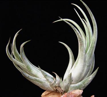 Tillandsia circinata Mexico, Costa Rica, 600-1500m 