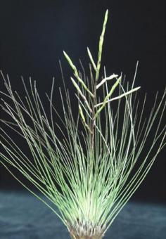Tillandsia filifolia Mexico, Costa Rica, 100-1800m 