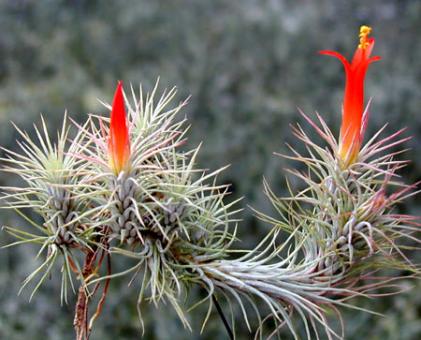 Tillandsia funckiana Kolumbien, Venezuela, 1000-1700m 