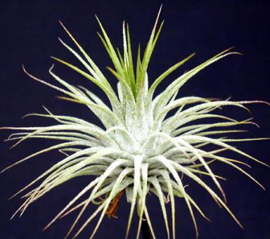 Tillandsia ionantha v. ionantha Silver 