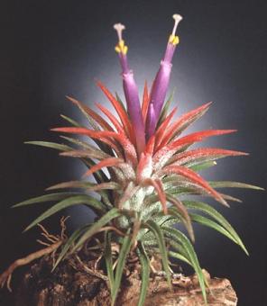 Tillandsia ionantha Fire 