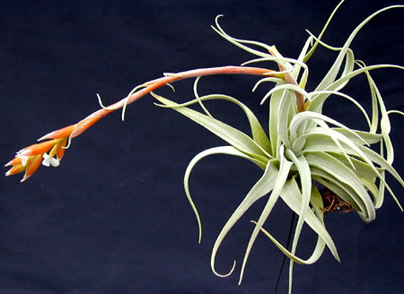 Tillandsia leonamiana Brazil 