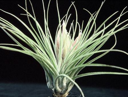 Tillandsia oaxacana Oaxaca, MEX, 2000-3000m 