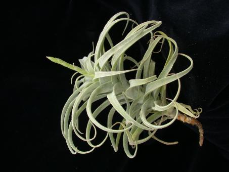 Tillandsia purpurea % Peru, 0-3000m 