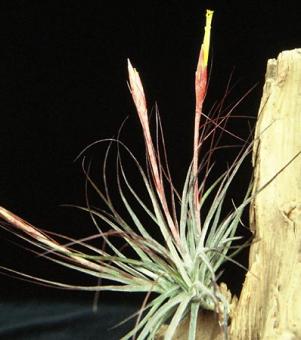 Tillandsia schiedeana Mexico to Venezuela, 50-2000m 