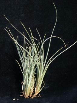 Tillandsia setacea - Pulk Mexiko - Venezuela, Karibik, 0-1000m 