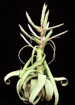 Tillandsia streptophylla Mexiko - Honduras, 0-1500m 
