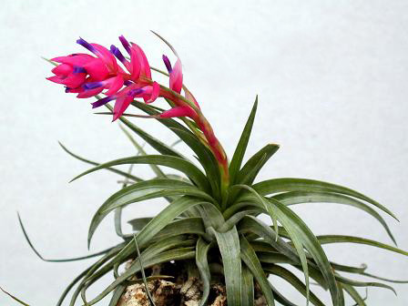 Tillandsia stricta Brasilien, Argentinien, 0-1700m 