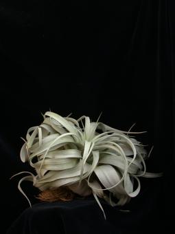 Tillandsia xerographica § 