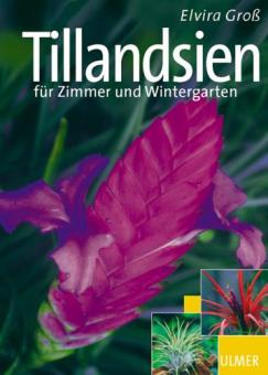 Tillandsien für Zimmer und Wintergarten - Elvira Groß 